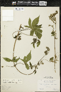 Humulus japonicus image