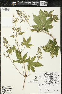 Humulus japonicus image