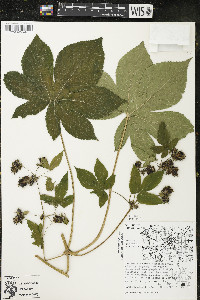 Humulus japonicus image