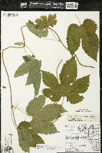 Humulus lupulus var. lupuloides image