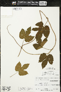 Humulus lupulus var. lupuloides image