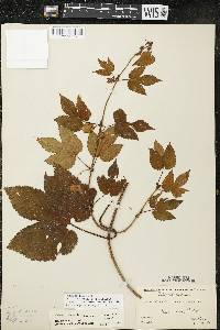 Humulus lupulus var. lupuloides image