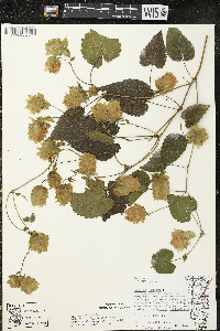 Humulus lupulus image