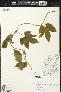 Humulus lupulus image