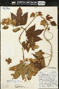 Humulus lupulus var. lupuloides image