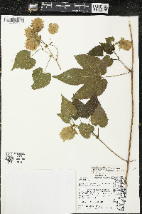 Humulus lupulus image