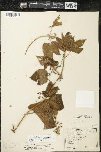 Humulus lupulus var. lupuloides image