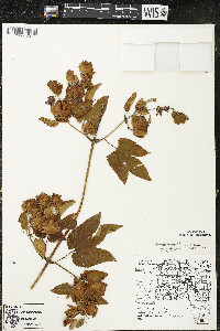 Humulus lupulus image