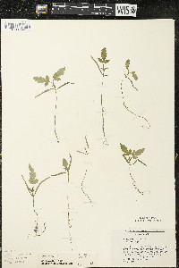 Humulus lupulus var. lupuloides image