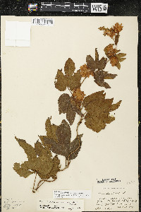 Humulus lupulus var. lupuloides image