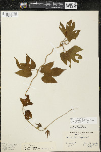 Humulus lupulus var. lupuloides image