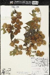 Humulus lupulus image