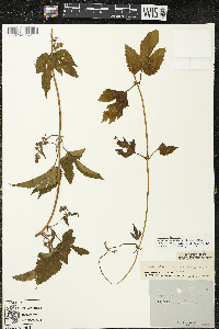 Humulus lupulus image