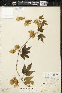 Humulus lupulus var. lupuloides image