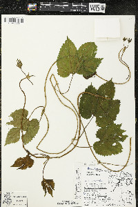 Humulus lupulus image