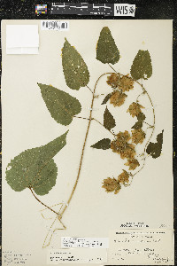 Humulus lupulus var. lupuloides image