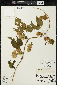 Humulus lupulus image