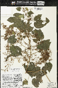 Humulus lupulus var. lupuloides image