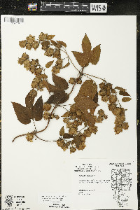 Humulus lupulus var. lupuloides image