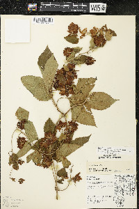 Humulus lupulus var. lupuloides image