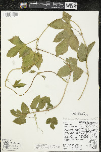 Humulus lupulus var. lupuloides image