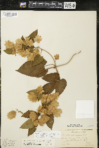 Humulus lupulus var. lupuloides image