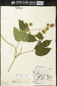 Humulus lupulus var. lupuloides image