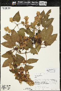 Humulus lupulus image