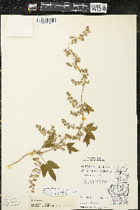 Humulus lupulus var. lupuloides image