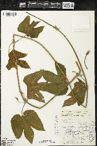 Humulus lupulus var. lupuloides image