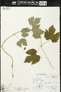 Humulus lupulus var. lupuloides image