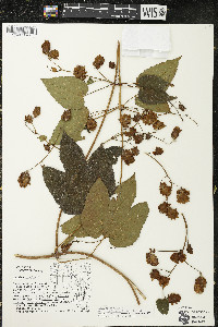 Humulus lupulus var. lupuloides image