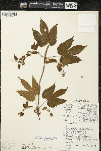 Humulus lupulus var. lupuloides image