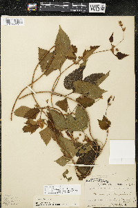 Humulus lupulus var. lupuloides image