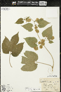 Humulus lupulus var. lupuloides image