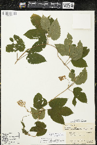 Humulus lupulus var. lupuloides image