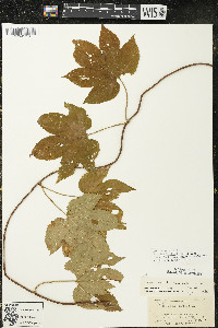 Humulus lupulus var. lupuloides image