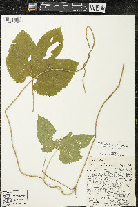 Humulus lupulus var. lupuloides image