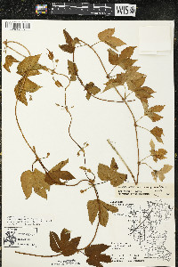 Humulus lupulus var. lupuloides image