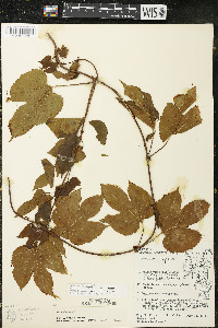 Humulus lupulus var. lupuloides image