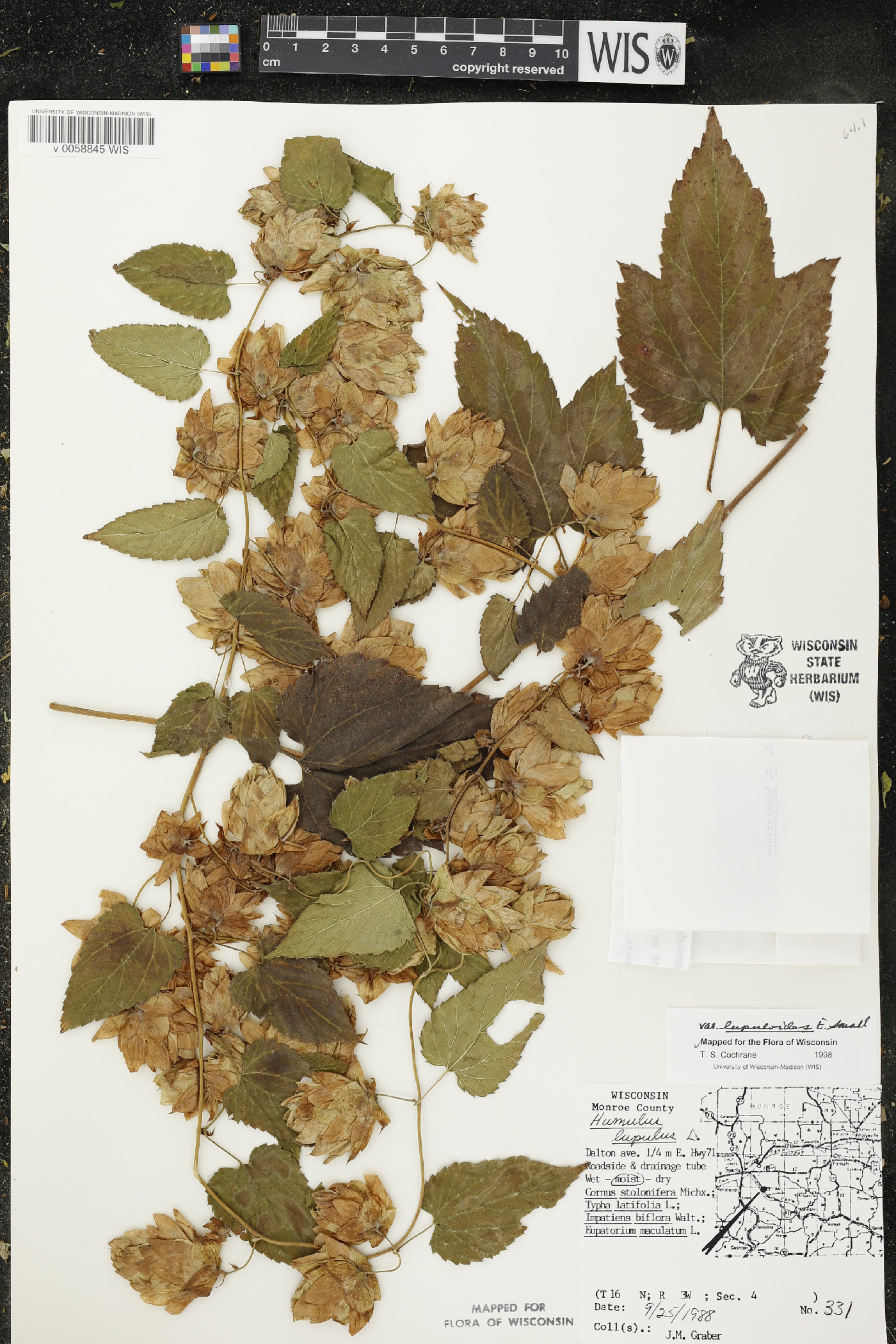 Humulus lupulus var. lupuloides image