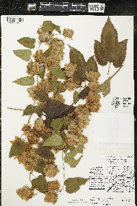 Humulus lupulus var. lupuloides image