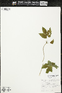 Humulus lupulus var. lupuloides image