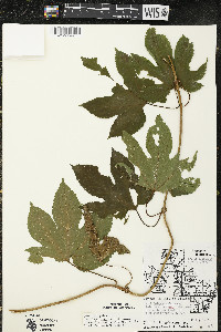 Humulus lupulus var. lupuloides image