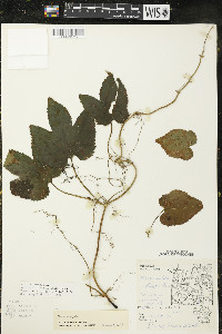 Humulus lupulus var. lupuloides image