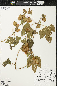 Humulus lupulus image