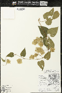 Humulus lupulus var. lupuloides image