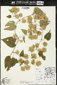 Humulus lupulus var. lupuloides image