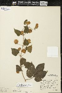 Humulus lupulus var. lupuloides image