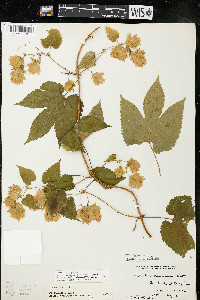 Humulus lupulus var. lupuloides image